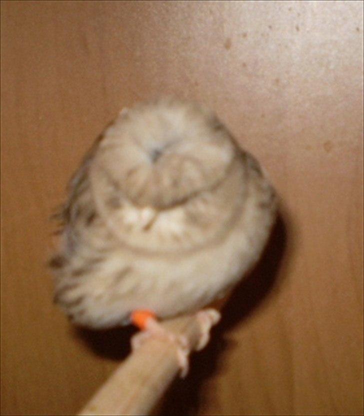 Kanarie Fugle - Gloster Fancy Corona billede 7