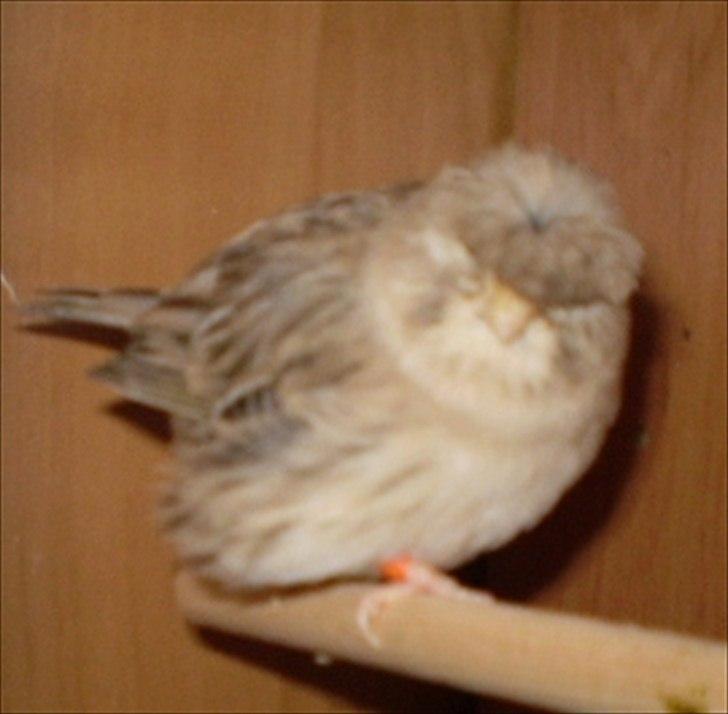 Kanarie Fugle - Gloster Fancy Corona billede 8