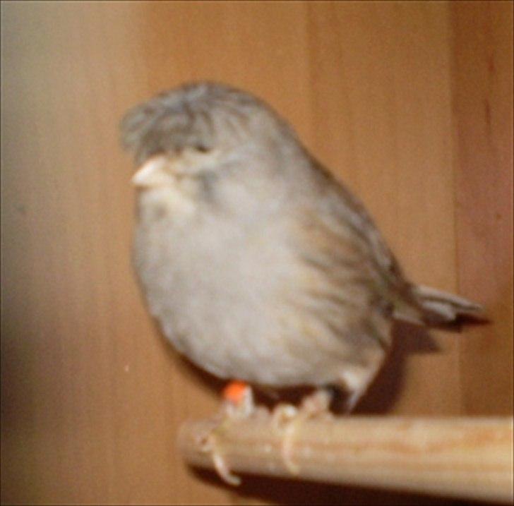 Kanarie Fugle - Gloster Fancy Corona billede 9