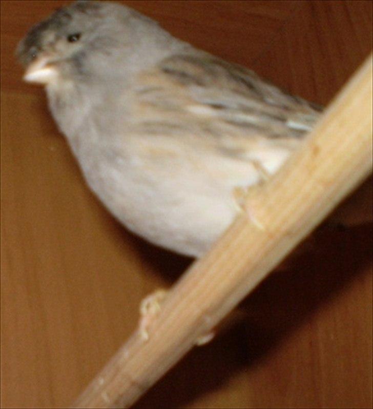 Kanarie Fugle - Gloster Fancy Corona billede 10