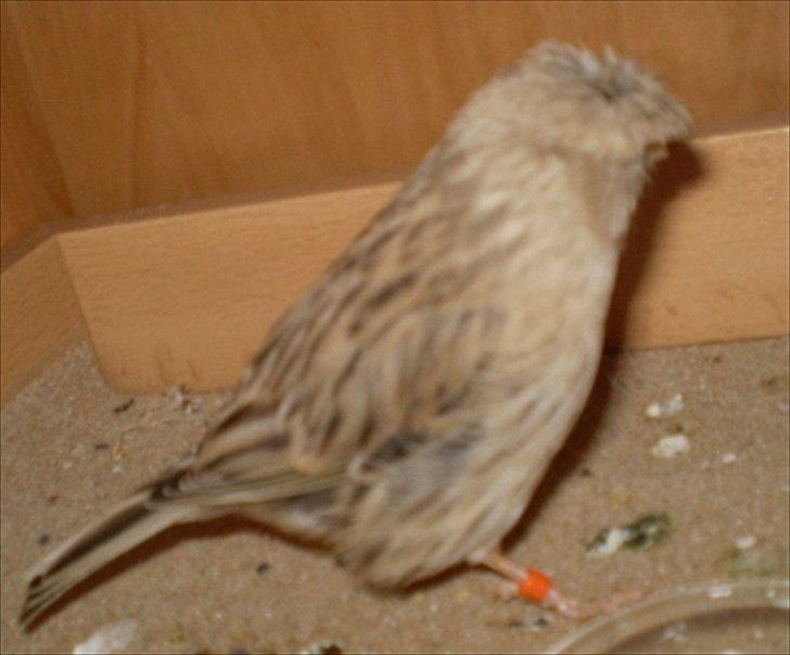 Kanarie Fugle - Gloster Fancy Corona billede 11