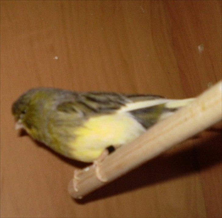 Kanarie Fugle - Gloster Fancy Consort billede 12