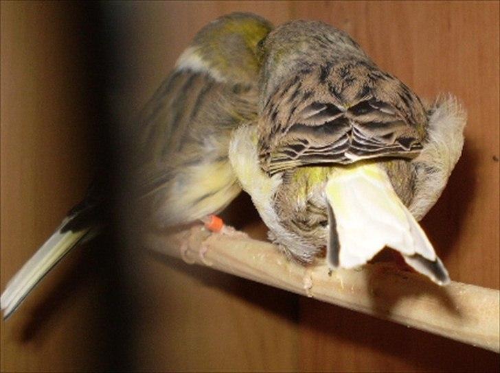 Kanarie Fugle - Gloster Fancy Consort billede 13