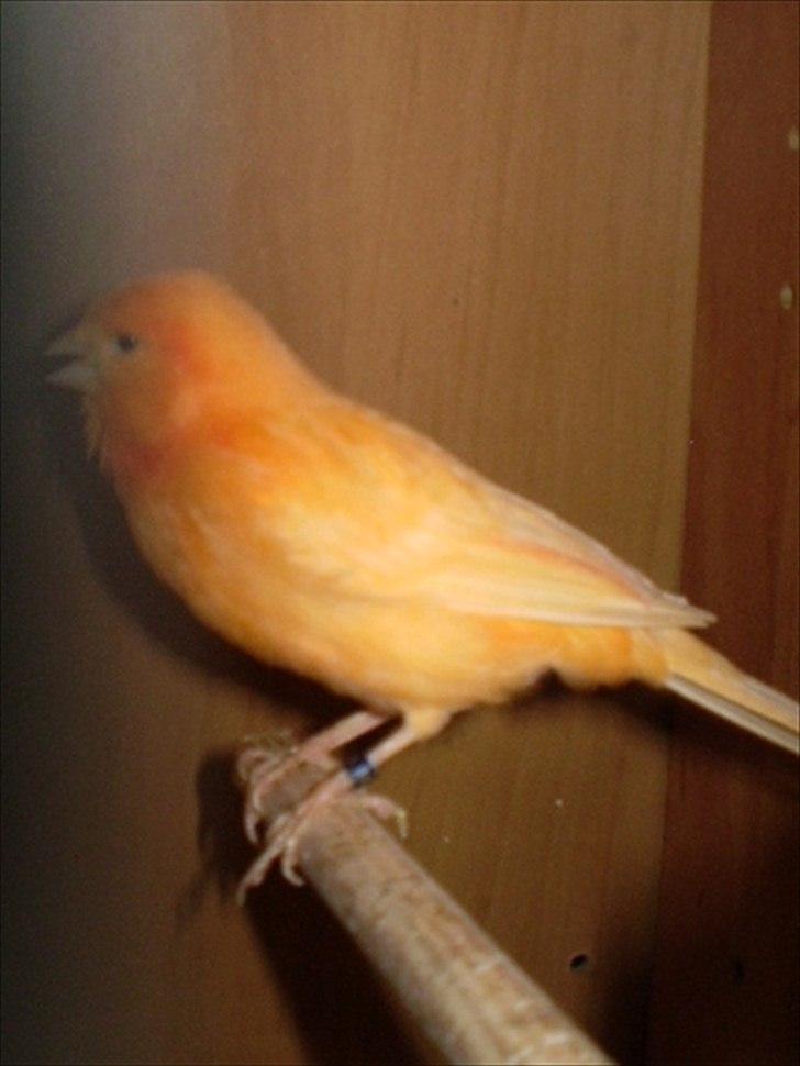 Kanarie Fugle - Farve/sang billede 14