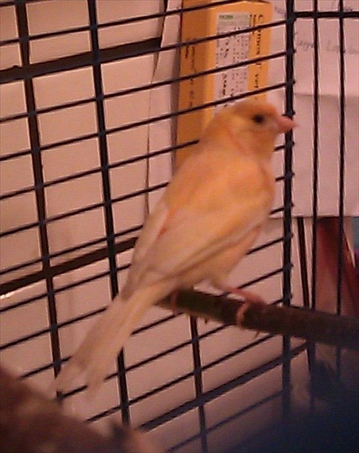 Kanarie Fugle - Farve billede 15