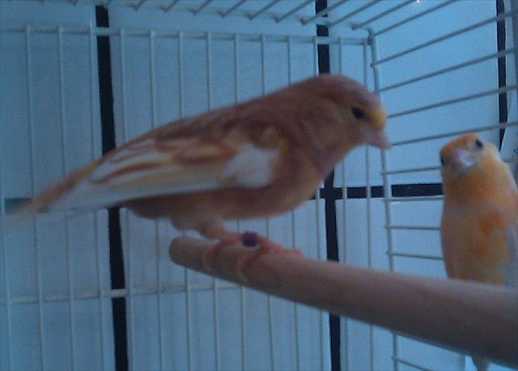 Kanarie Fugle billede 16