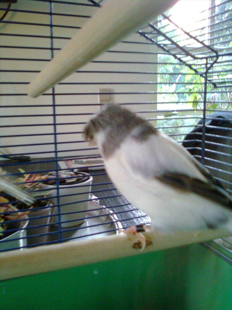 Kanarie Fugle billede 17