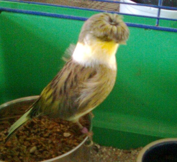 Kanarie Fugle - Gloster Fancy Corona billede 18