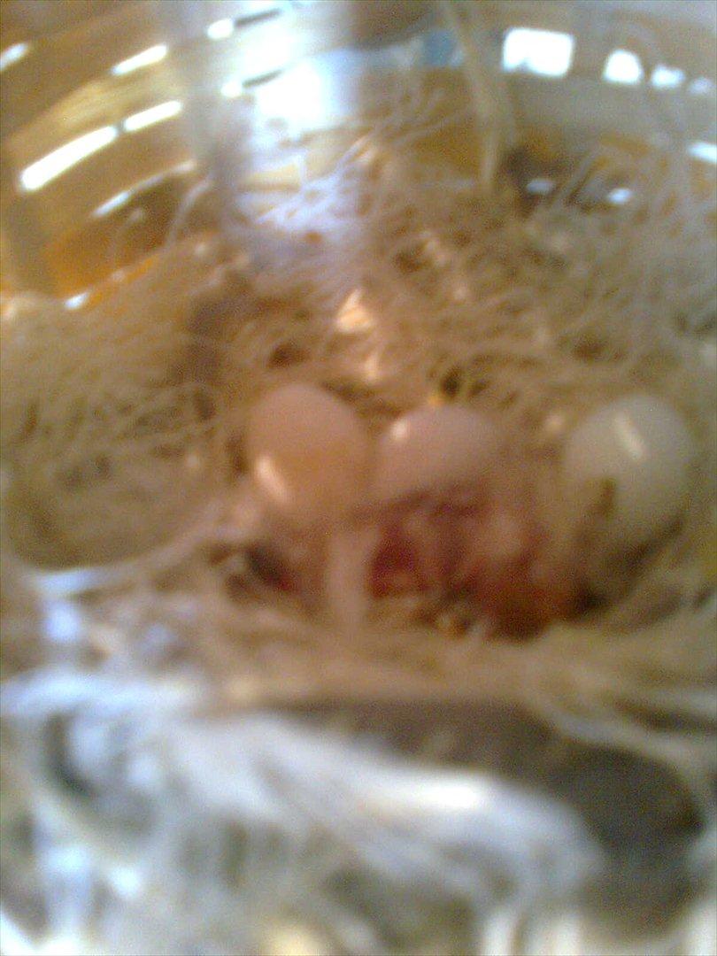 Kanarie Fugle - Kanarie æg billede 19