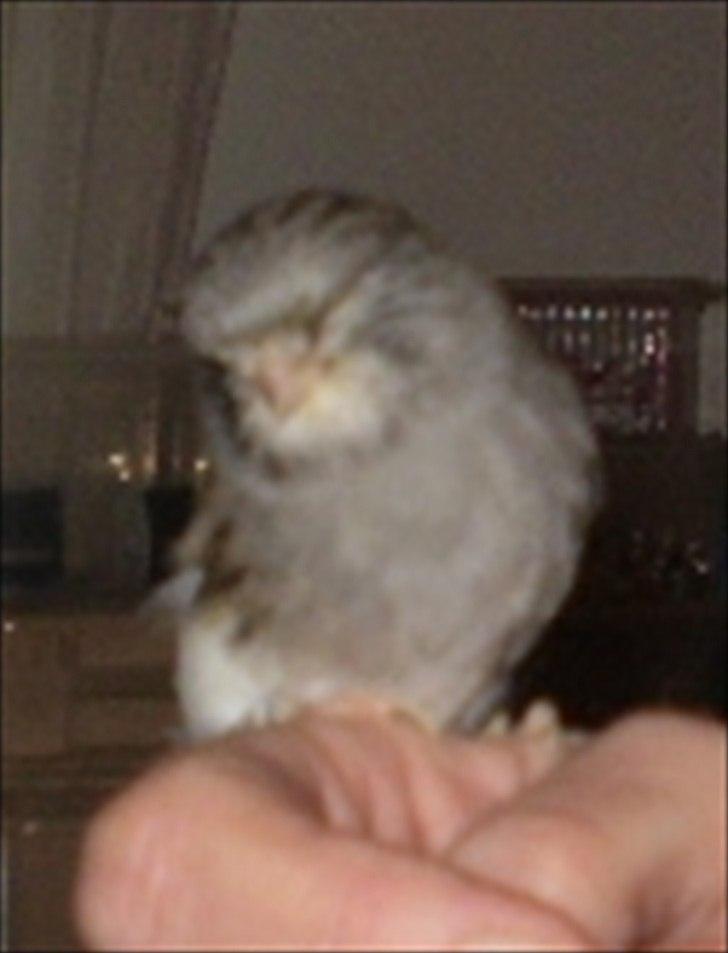 Kanarie Fugle - Gloster Fancy Consort billede 20