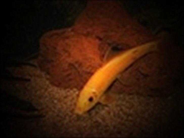 Fisk - Gyrinocheilus aymonieri (Gylden Algeæder) billede 4