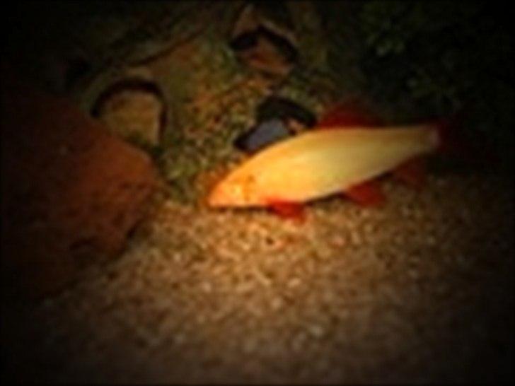 Fisk - Epalzeorhynchos bicolor (Ildhale Labeo)

Den på billedet her, er bare en albino udgave.
Den fås også i sort, hvor alle finner røde. billede 6