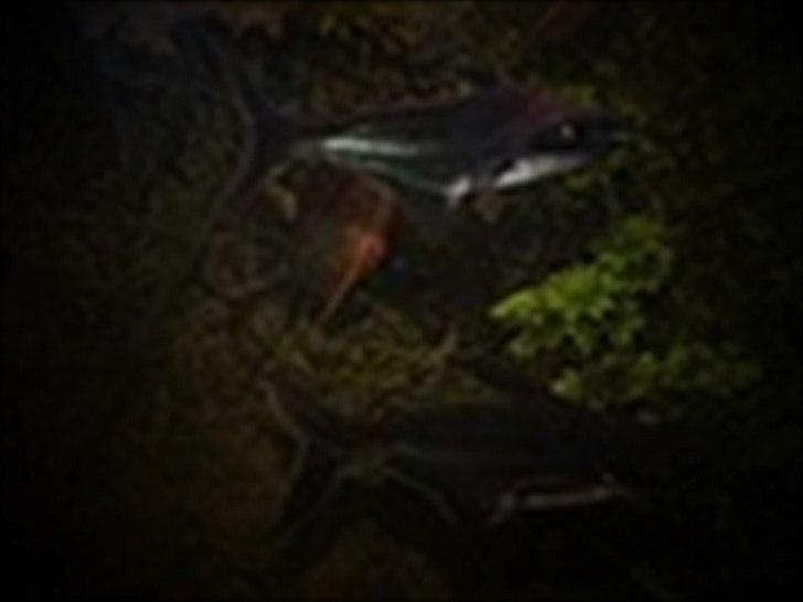 Fisk - Pangasianodon hypophthalmus (Sutchi Hajmalle)  billede 7