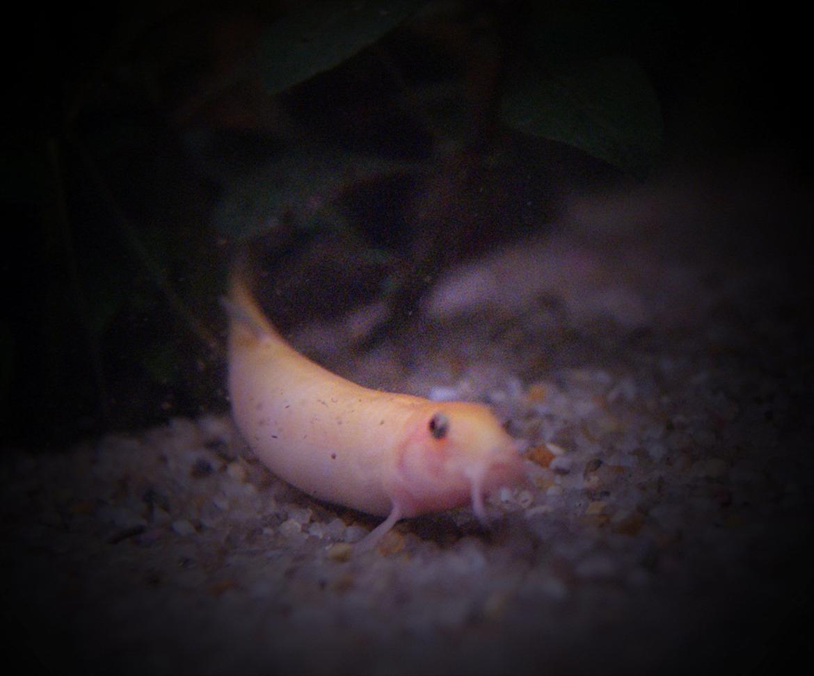 Fisk - Misgurnus anguillicaudatus (gul vejrål)
 billede 8