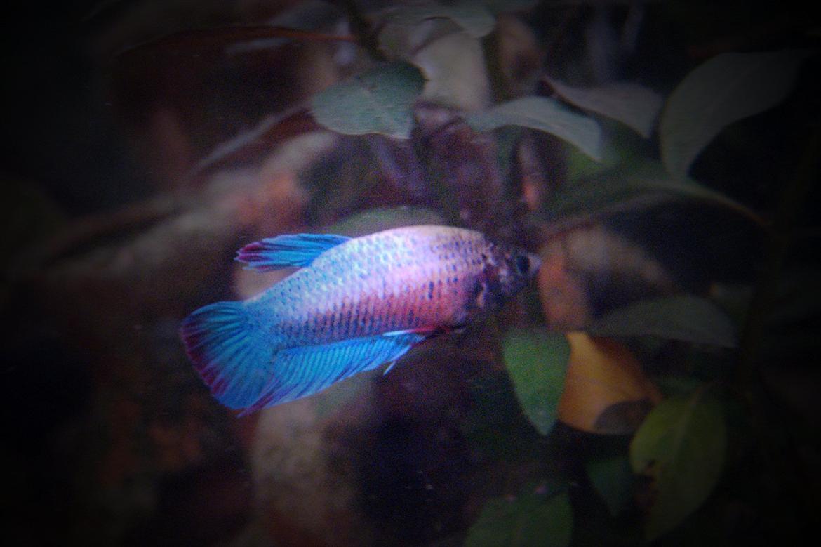 Fisk - Betta splendens (Almindelig Kampfisk)
En af hunnerne billede 9