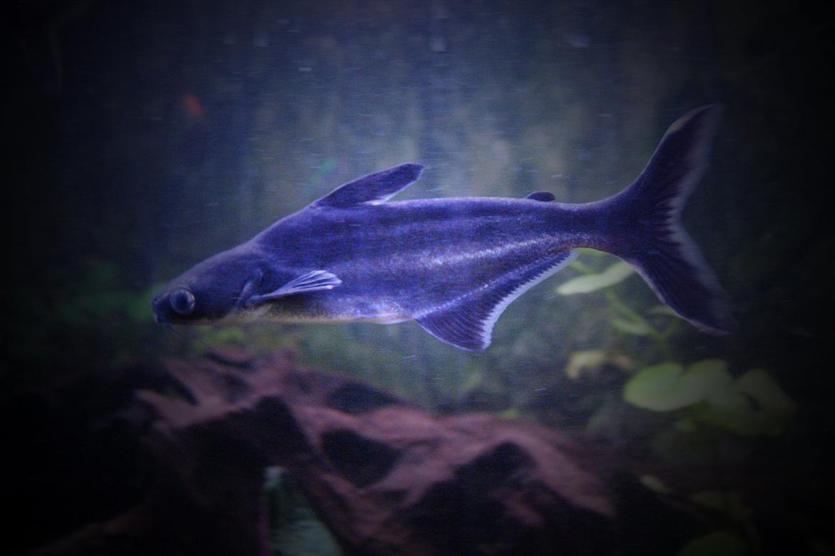 Fisk - Pangasianodon hypophthalmus (Sutchi Hajmalle)  billede 10