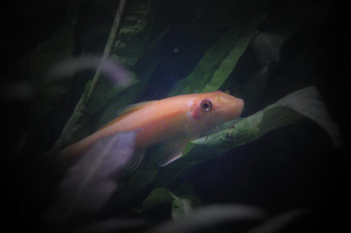 Fisk - Gyrinocheilus aymonieri (Gylden Algeæder) billede 11