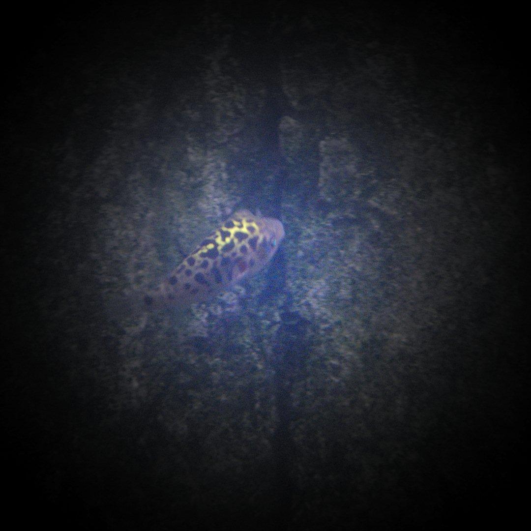 Fisk - Tetraodon (8-talskuglefisk) billede 12