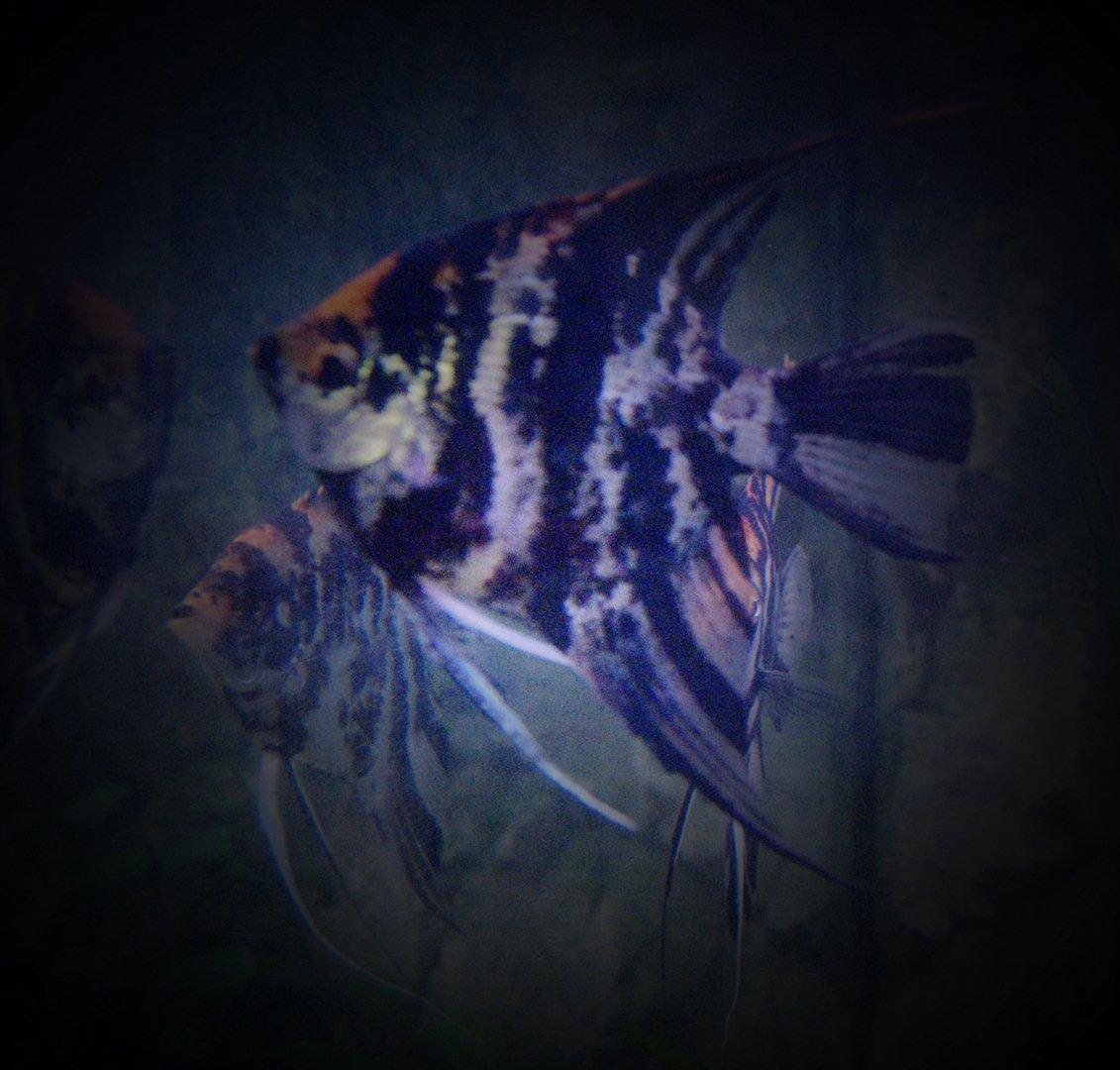 Fisk - Pterophyllum scalare (marmor scalare) billede 13