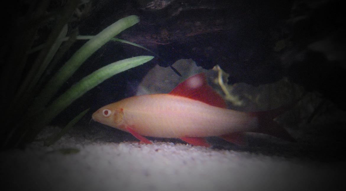 Fisk - Epalzeorhynchos bicolor (Ildhale Labeo)

Den på billedet her, er bare en albino udgave.
Den fås også i sort, hvor alle finner røde. billede 14