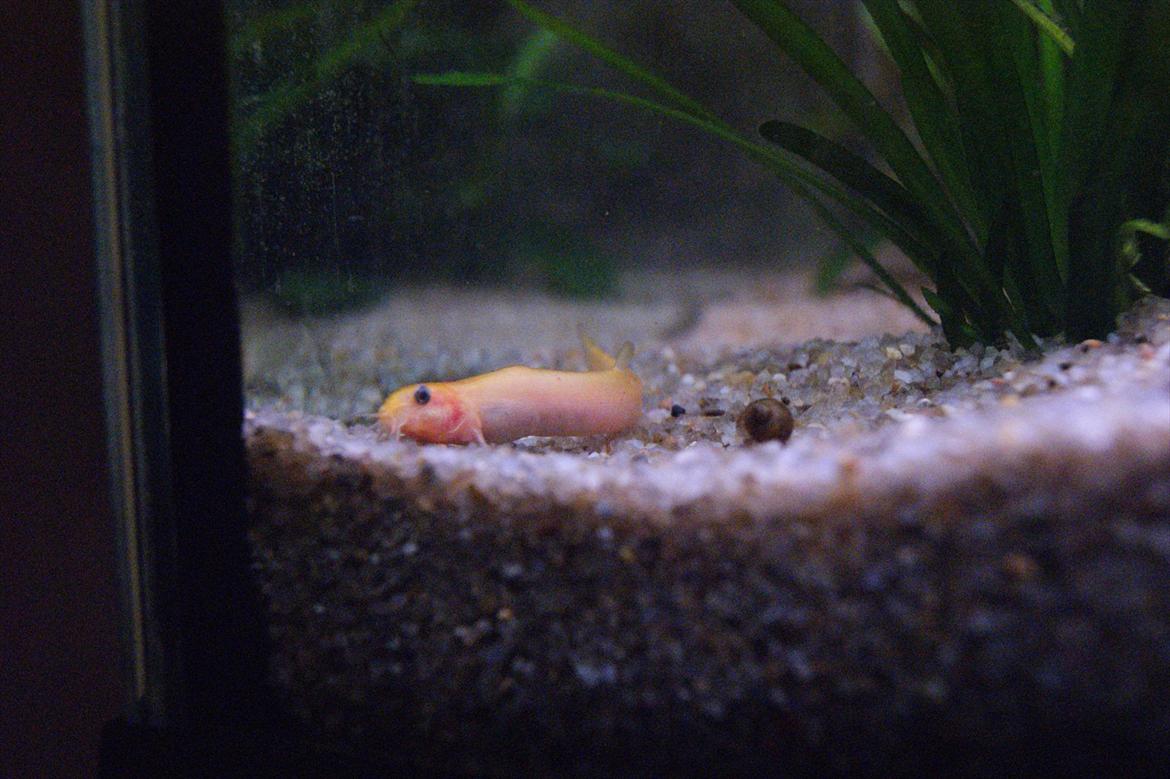 Fisk - Misgurnus anguillicaudatus (gul vejrål)
 billede 15