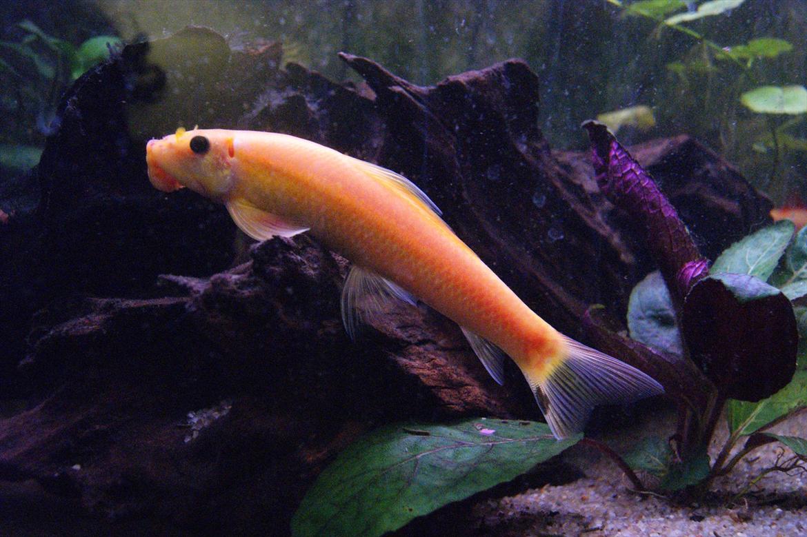 Fisk - Gyrinocheilus aymonieri (Gylden Algeæder) billede 16