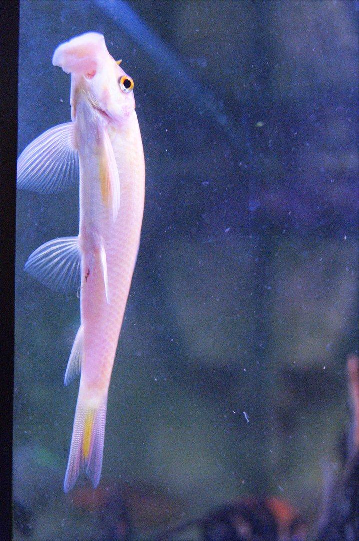 Fisk - Gyrinocheilus aymonieri (Gylden Algeæder) billede 17