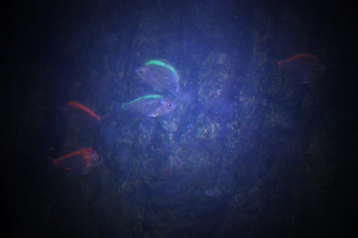 Fisk - Parambassis siamensis (Siam Glasfisk) billede 18