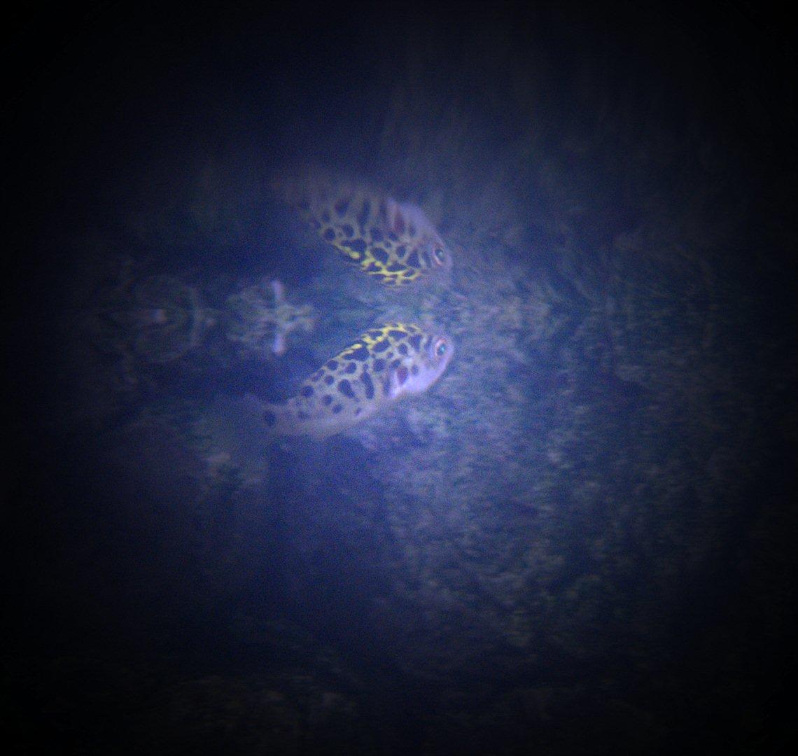 Fisk - Tetraodon (8-talskuglefisk) billede 19