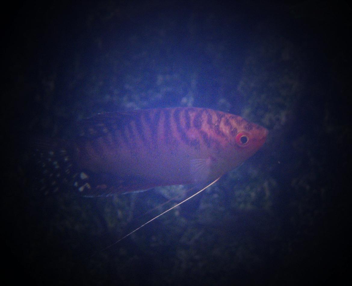 Fisk - Trichogaster trichopterus (goldgurami)
Denne er en mørk goldgurami billede 20