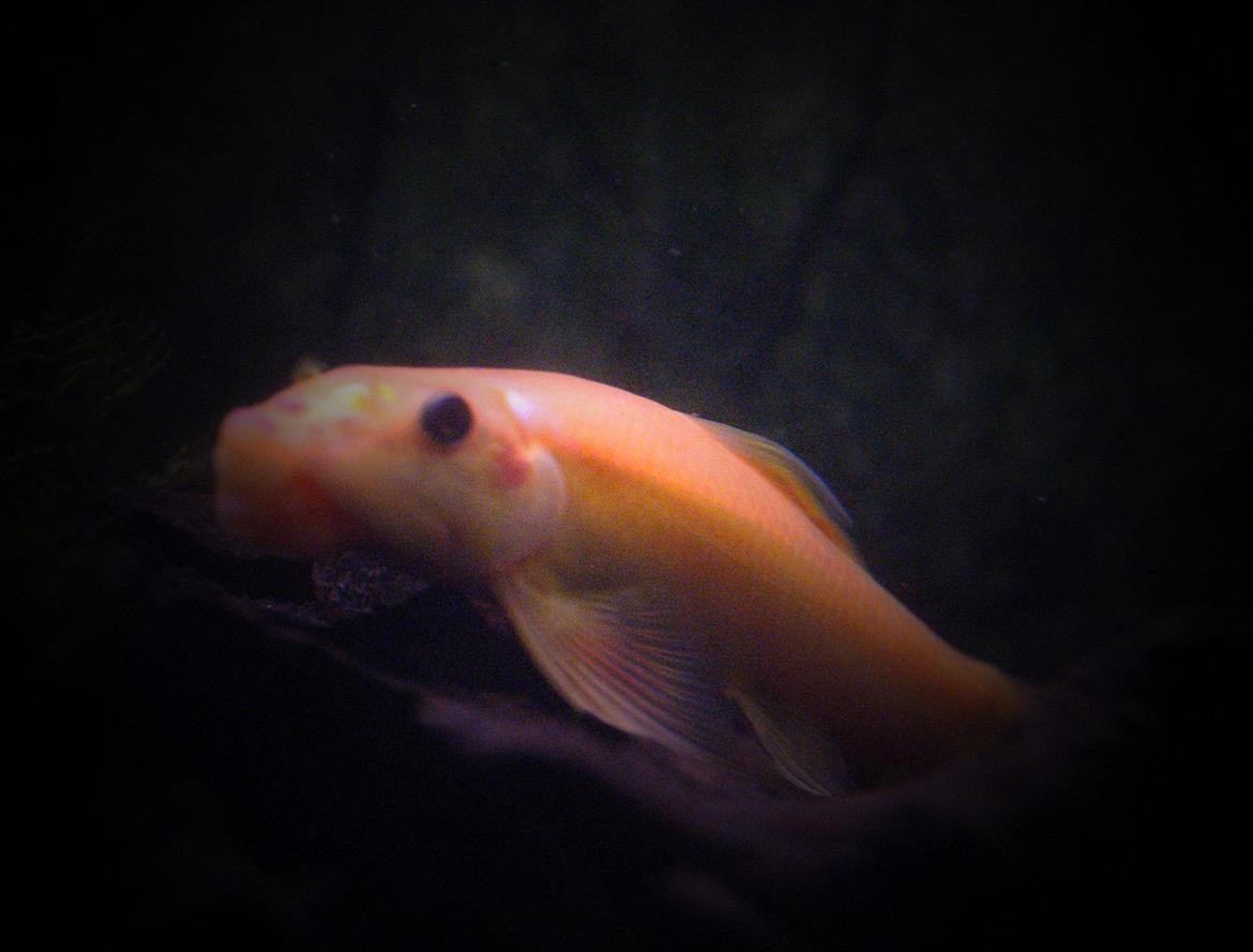 Fisk - Gyrinocheilus aymonieri (Gylden Algeæder) billede 21