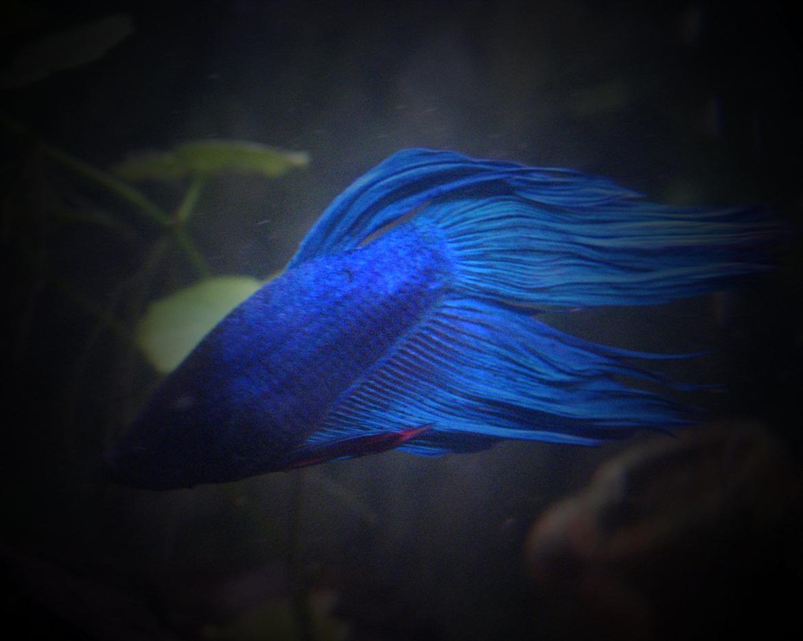 Fisk - Betta splendens (Almindelig Kampfisk) billede 22