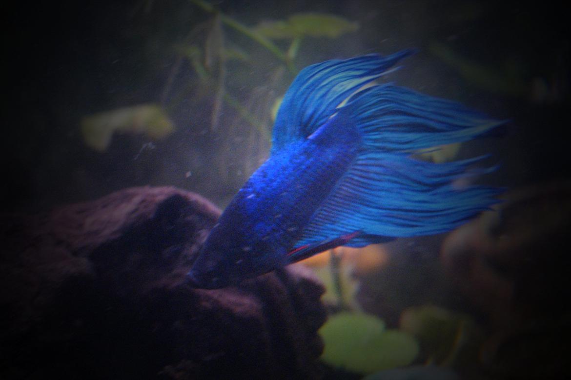 Fisk - Betta splendens (Almindelig Kampfisk) billede 23