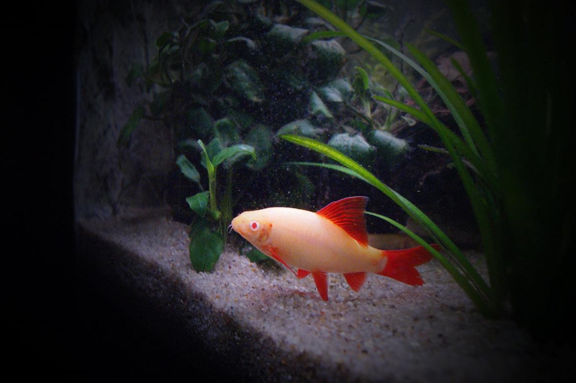 Fisk - Epalzeorhynchos bicolor (Ildhale Labeo)

Den på billedet her, er bare en albino udgave.
Den fås også i sort, hvor alle finner røde. billede 24