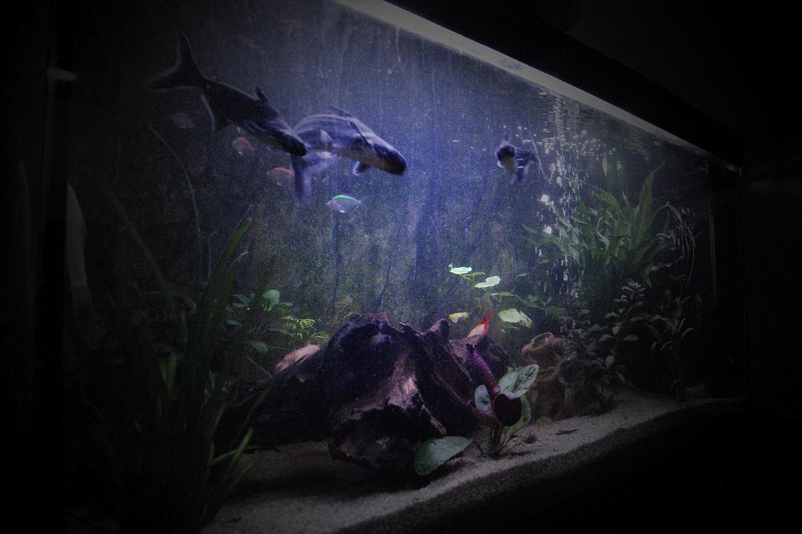 Fisk - Hele baljen billede 2