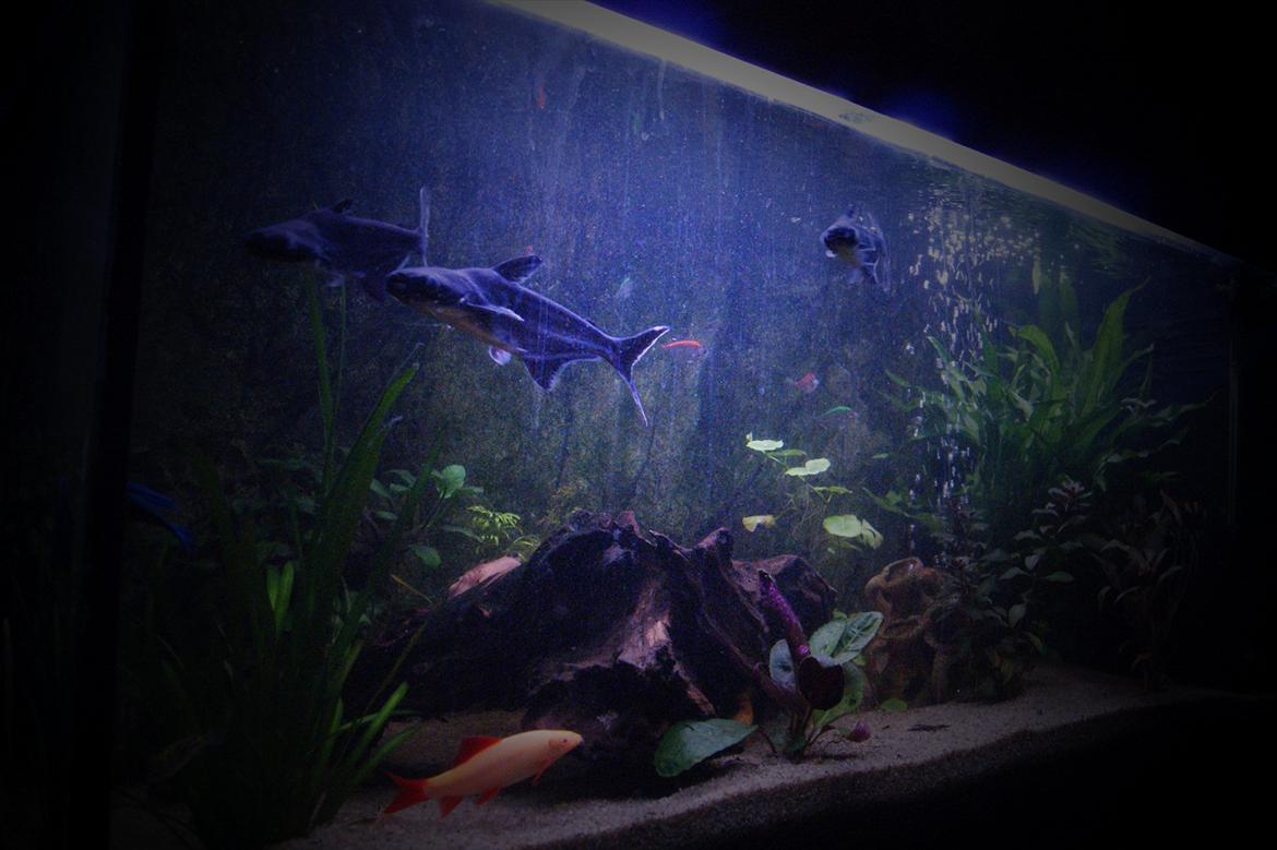 Fisk - Hele baljen billede 1