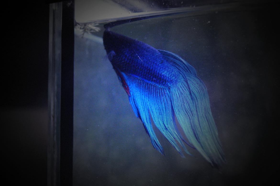 Fisk - Betta splendens (Almindelig Kampfisk) billede 25