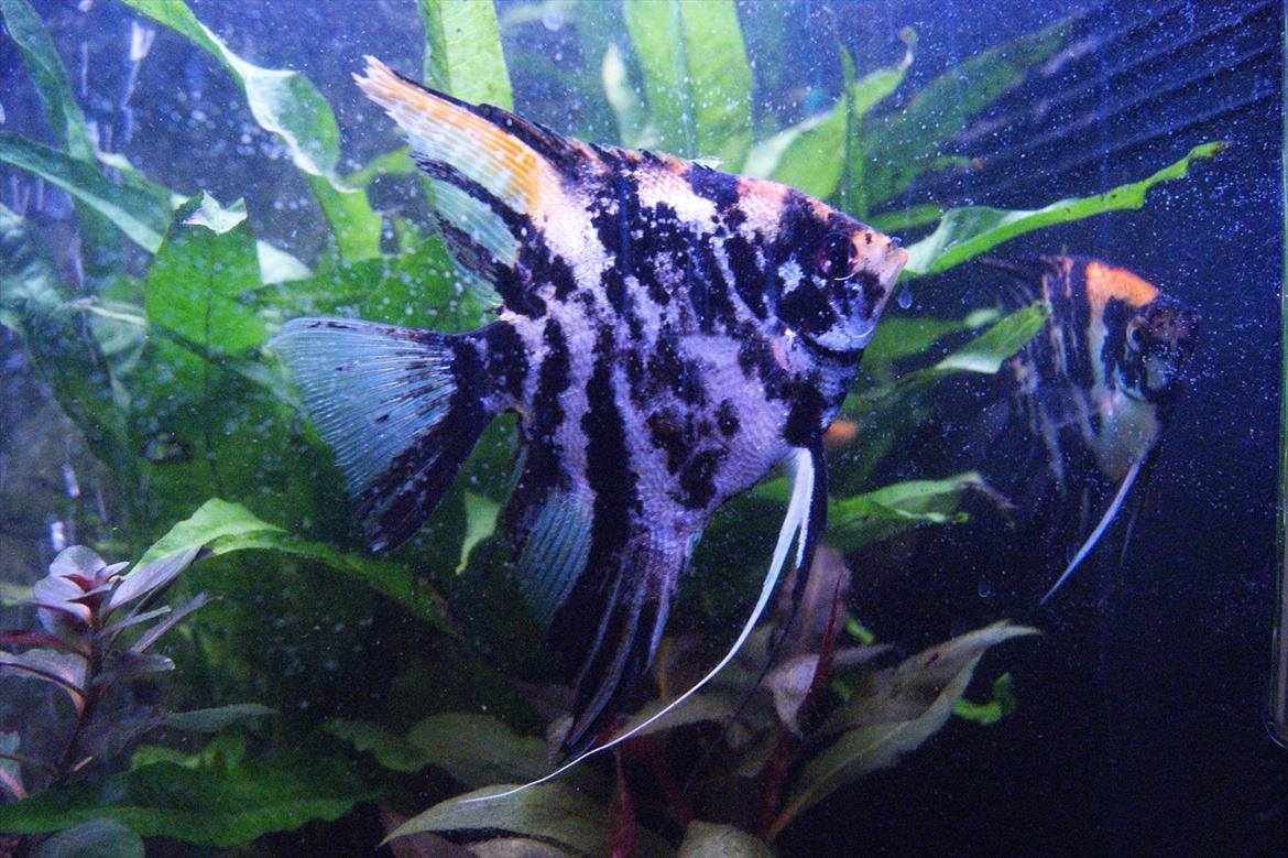 Fisk - Pterophyllum scalare (marmor scalare) billede 26