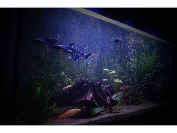 {{currentPhoto.altText}} billede {{currentPhoto.number}}