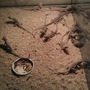 Skægagame unger!!! :D