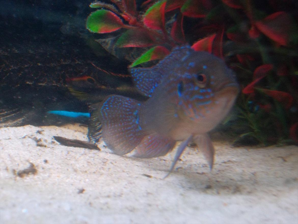 325 Liters Cichlide Akvarie billede 3