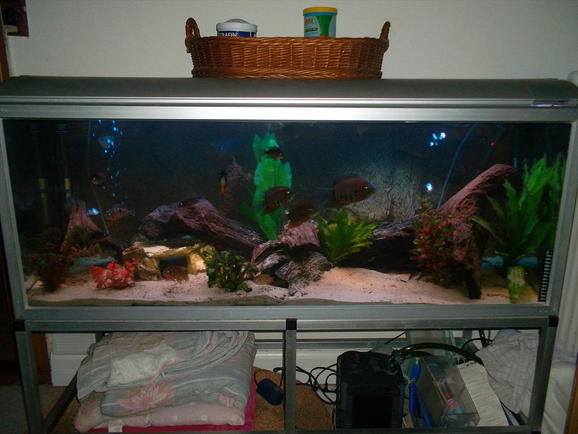 325 Liters Cichlide Akvarie billede 2