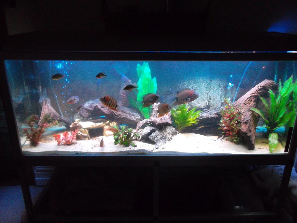 325 Liters Cichlide Akvarie billede 1