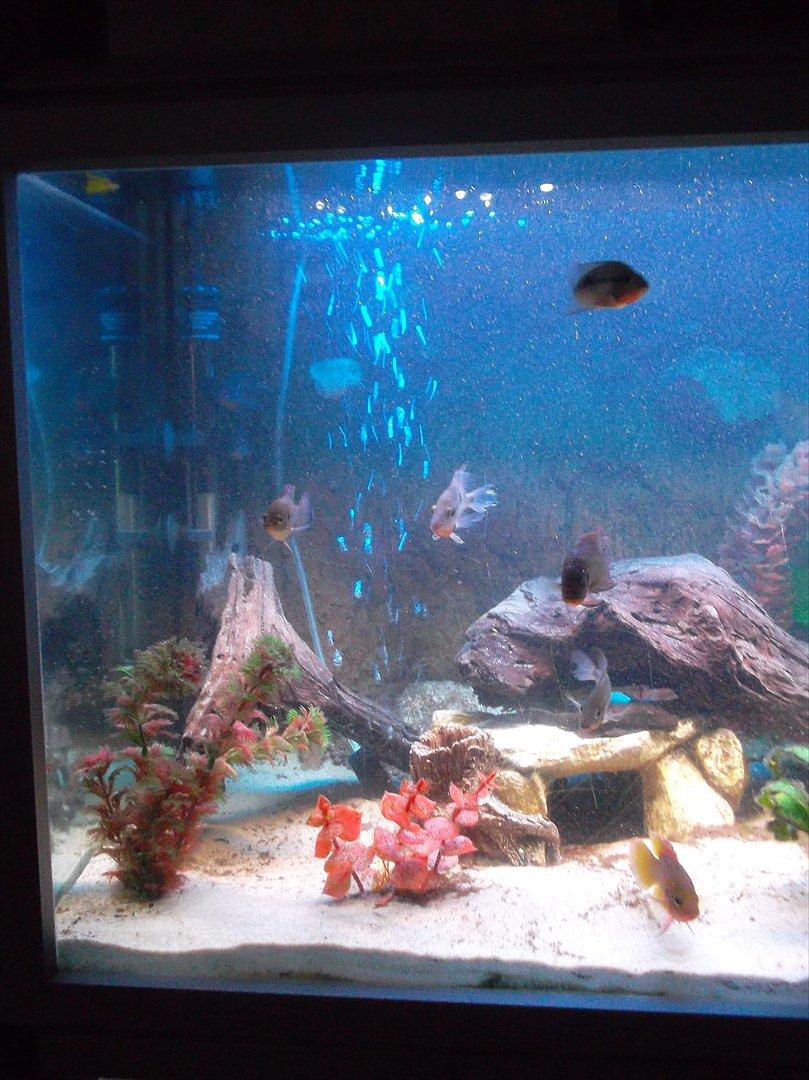 325 Liters Cichlide Akvarie billede 4