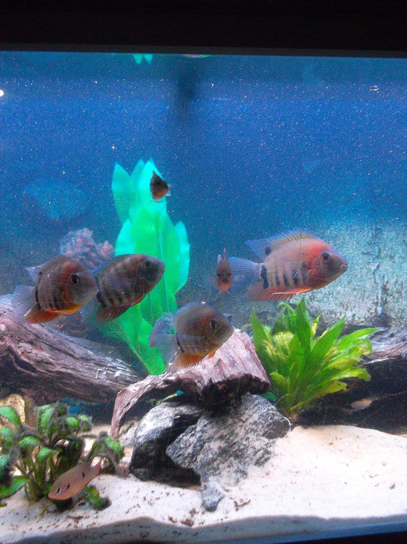 325 Liters Cichlide Akvarie billede 5