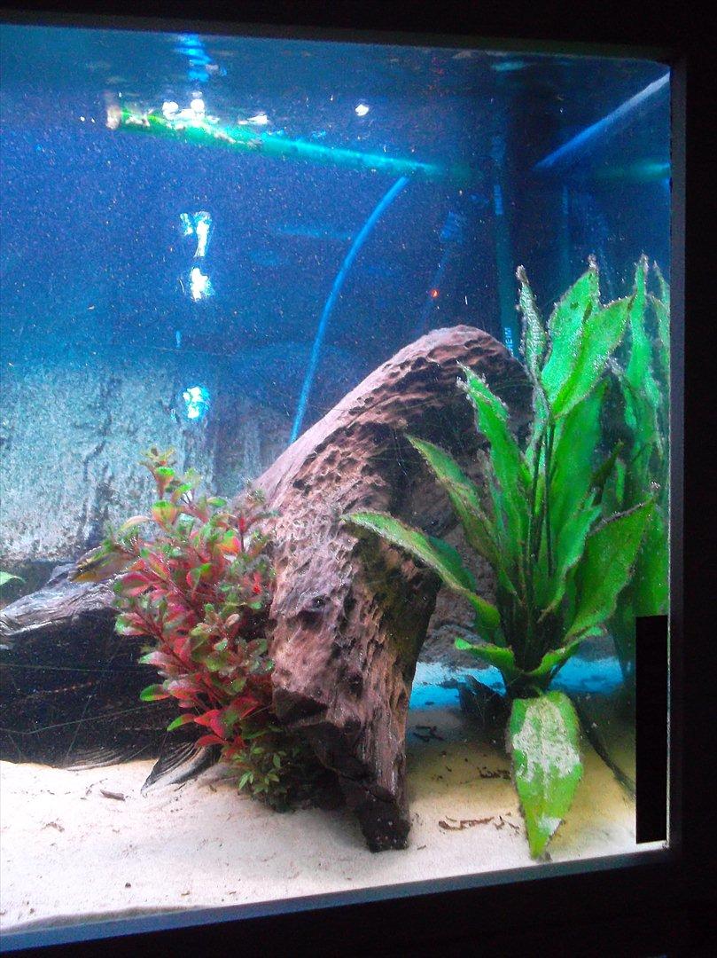 325 Liters Cichlide Akvarie billede 6