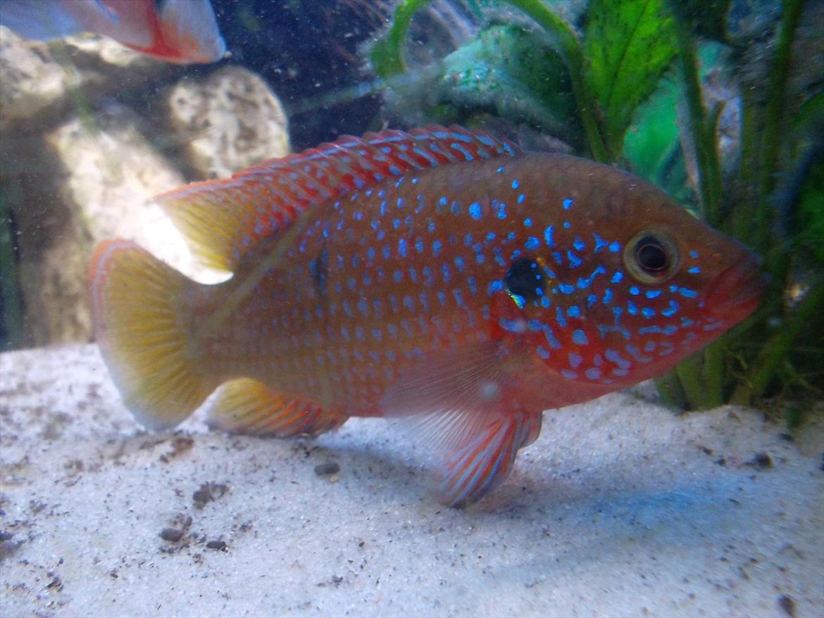 325 Liters Cichlide Akvarie - Rød juvel cichlide billede 7