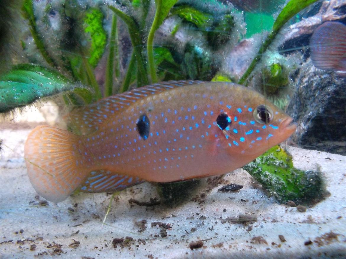 325 Liters Cichlide Akvarie - Rød juvel cichlide billede 8