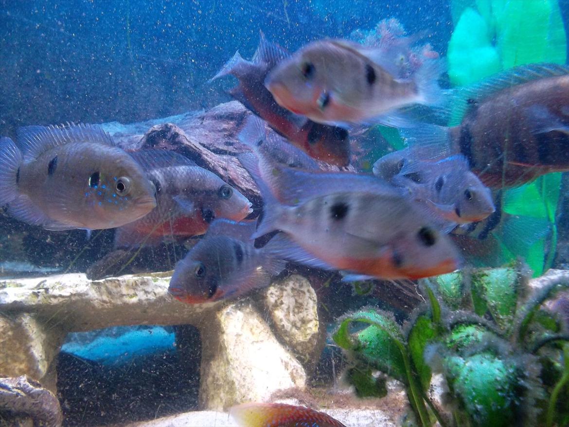 325 Liters Cichlide Akvarie - Rødstrubet cichlide billede 9