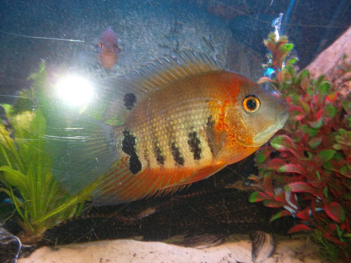 325 Liters Cichlide Akvarie - Heros sp. "rotkeil" billede 10